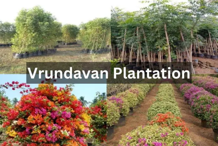 Vrundavan Plantation IPO